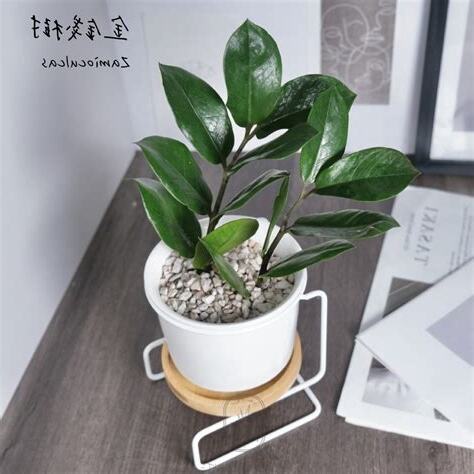 招財 室內 植物